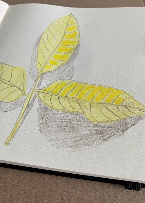 Draußen gezeichnete Naturstudie eines Blattes mit Markern und Buntstiften. Beobachtung von Formen und Farben.